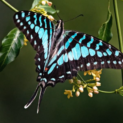 Blue swallowtail butterfly copyright Wesley Hattingh